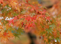 秋の遠足(紅葉見学)